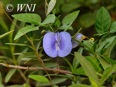 Coastal Butterfly-Pea (Centrosema virginianum)